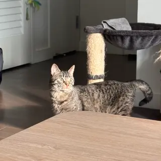 Theodore Friskies