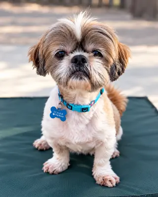 Archie