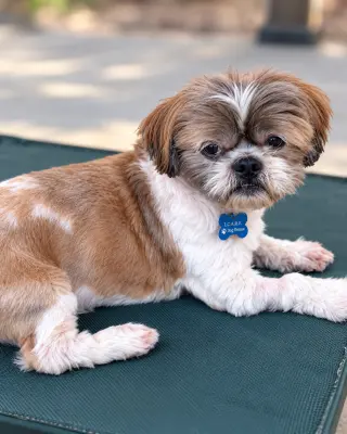 Archie