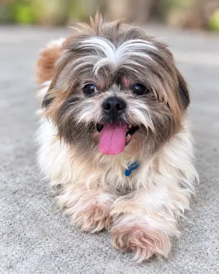 Archie