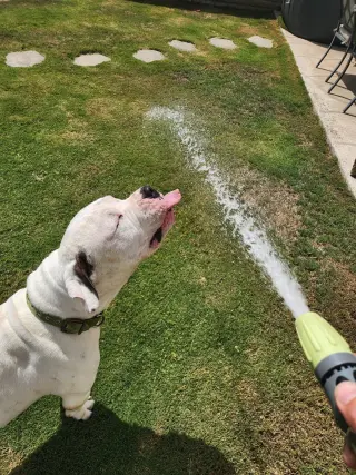 Tank