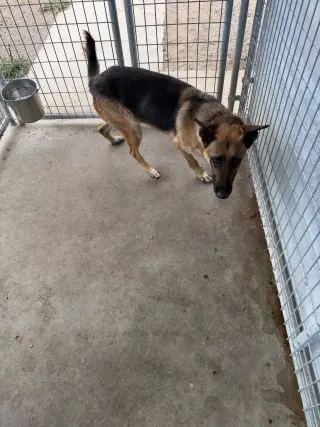 Apache