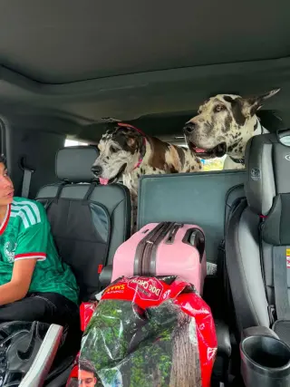 Bruno de Mexico / Athena de Mexico