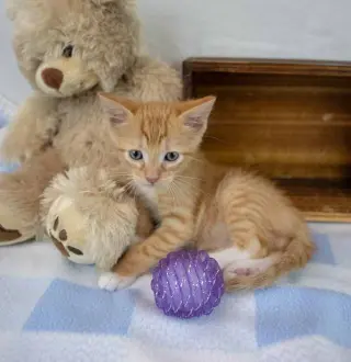 Toby