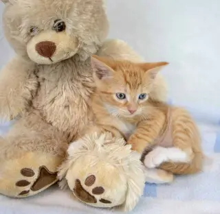 Toby