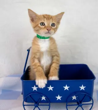 Toby