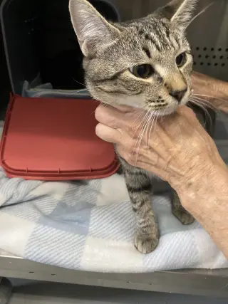 Thingamabob: At shelter