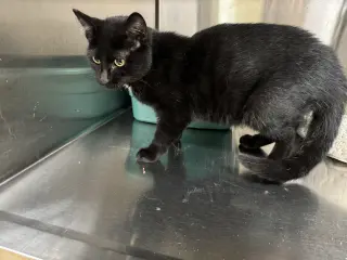 Tammi
