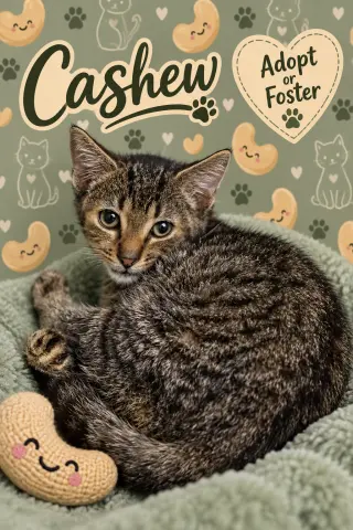 George fka Cashew (FCID# 09/10/2026 - 14)