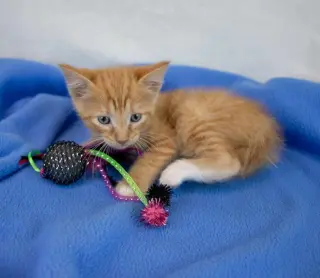 Benny
