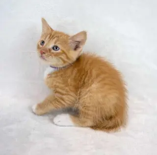 Benny