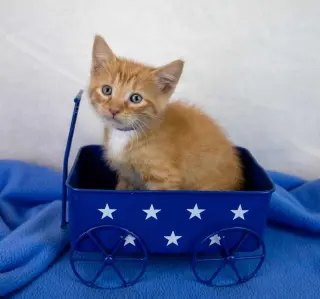Benny