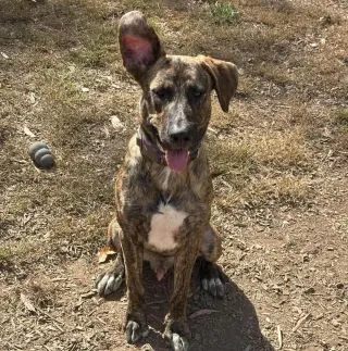 Wiley: At shelter