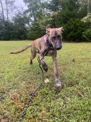 Wiley: At shelter