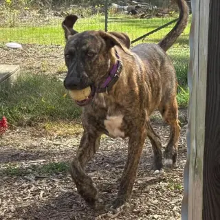 Wiley: At shelter