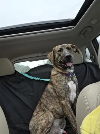 Wiley: At shelter