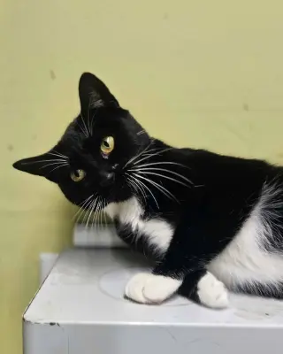 Mia