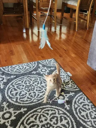 Tails