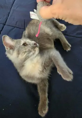 Rosie