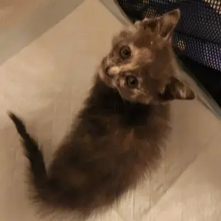Rosie