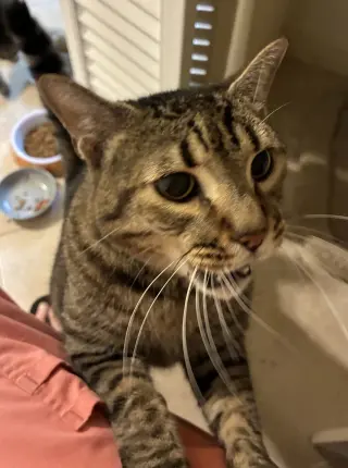Baby (declawed)
