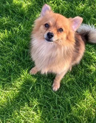 Bentley - ADOPTION IN PROCESS