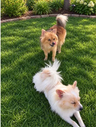 Bentley - ADOPTION IN PROCESS