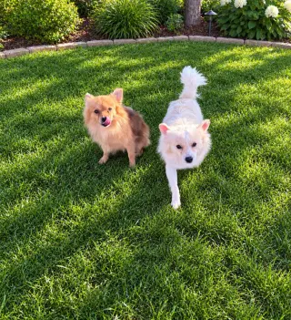 Bailey - ADOPTION IN PROCESS