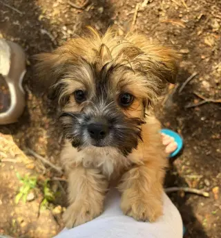 Groot - ADOPTION IN PROCESS