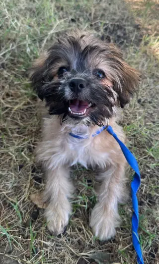 Groot - ADOPTION IN PROCESS