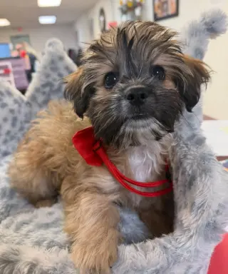 Groot - ADOPTION IN PROCESS