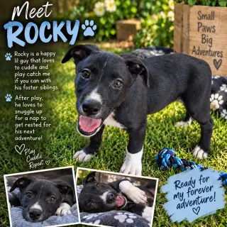 Rocky