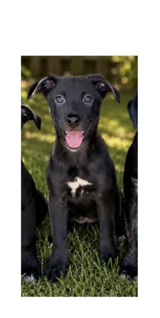 Remi