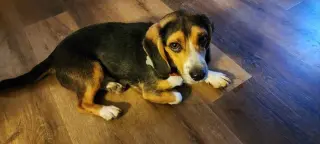 Elvis
