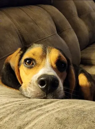 Elvis