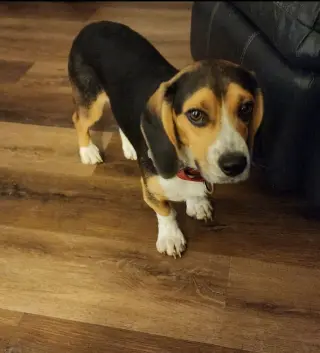 Elvis