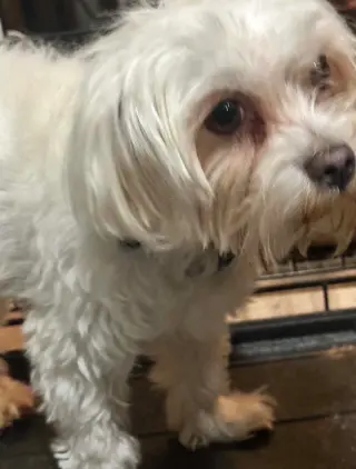 Mojo - ADOPTION IN PROCESS