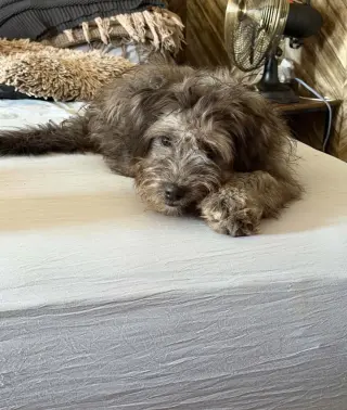 Lilo - ADOPTION IN PROCESS