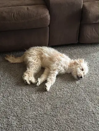 Chloe - ADOPTION IN PROCESS