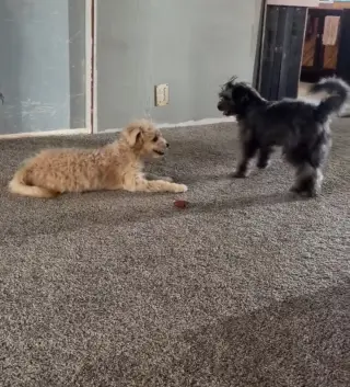 Chloe - ADOPTION IN PROCESS