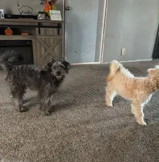 Chloe - ADOPTION IN PROCESS