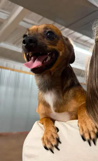 Nacho
