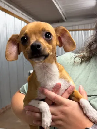 Taco