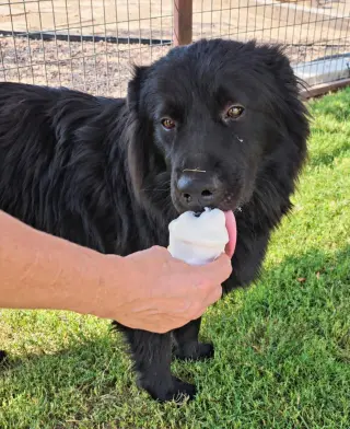 Jonah - ADOPTION IN PROCESS