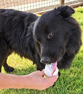 Jonah - ADOPTION IN PROCESS