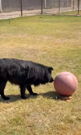 Jonah - ADOPTION IN PROCESS