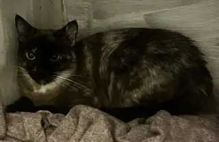 Cece
