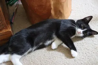 Carlos