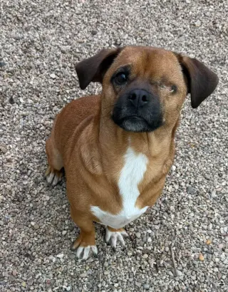 Bramble- our little one eyed hero