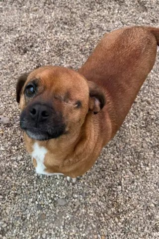 Bramble- our little one eyed hero